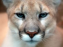 Cougar - Close-up front face