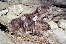 Cougar cubs