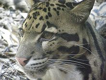 clouded leopard (Neofelis nebulosa) - Up close