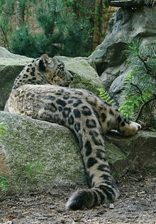 Snow leopard at zoo d'Amneville, France, showing the thickly furred tail