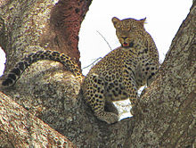 Leopard in a tree in the Serengeti, Tanzania