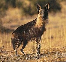 Brown hyena