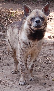 Striped hyenas