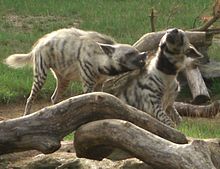 A pair of striped hyenas fighting at the Colchester Zoo