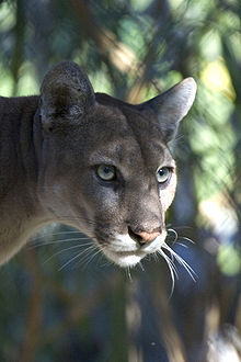 Florida Panther