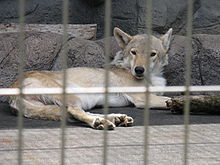 Tibetan wolf in Tennoji Zoo, Osaka, Japan