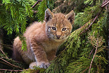 Eurasian lynx kitten