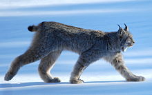 Canada lynx near Whitehorse, Yukon