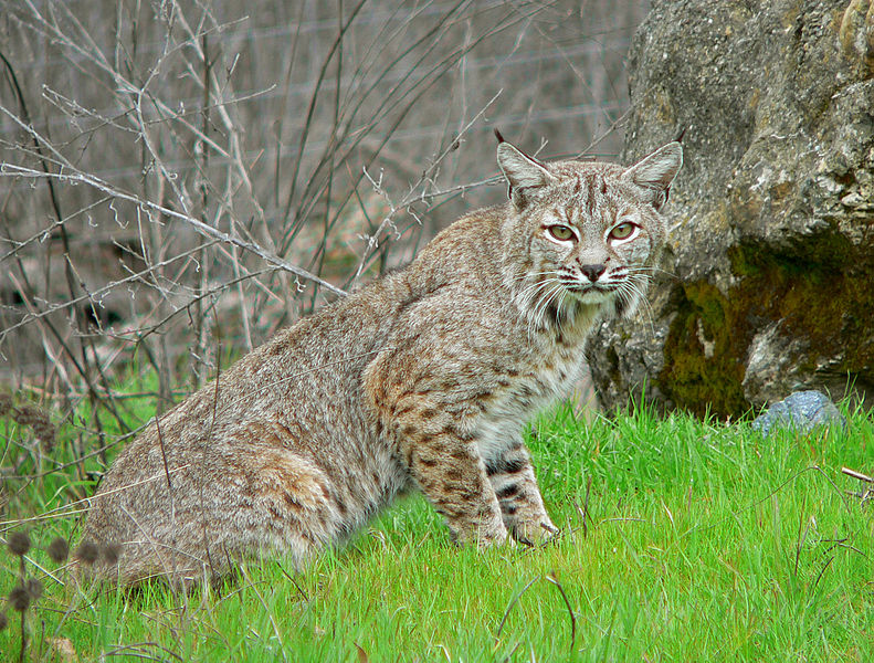 bobcat (Lynx rufus)