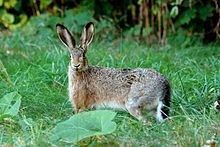 European hare (Lepus europaeus)