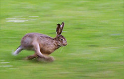 Hare running in open field