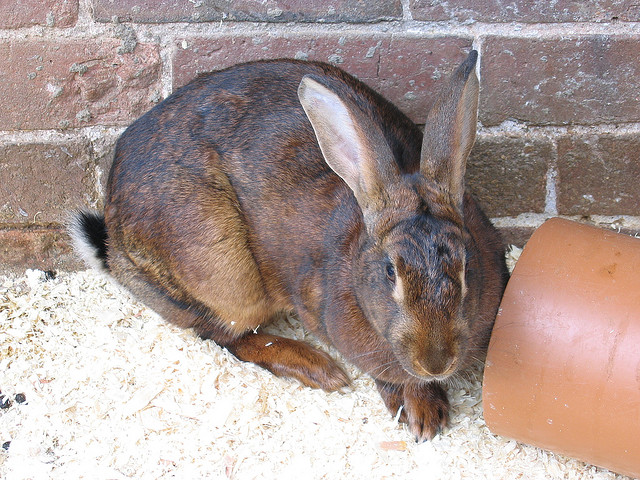 Belgian Hare