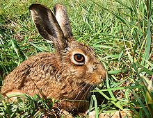 Cape Hare