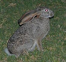 Scrub Hare, Lepus saxatilis