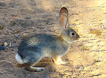 Cottontails' ears have developed to hear even whisper-quiet sounds at incredible distances.