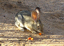 California high desert cottontail eating a carrot