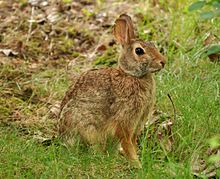 Eastern cottontail