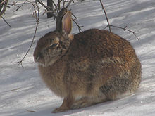 Winter coat, Ottawa, Ontario