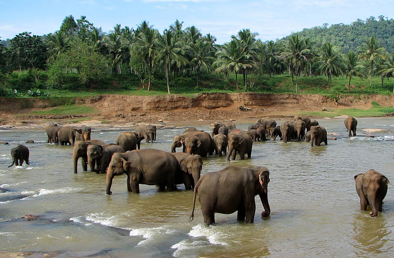 Elephant orphanage in Sri Lanka