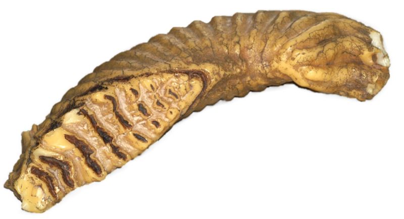 Replica of an Asian elephant's molar, showing upper side.