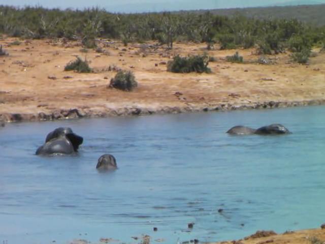 African elephant bathing