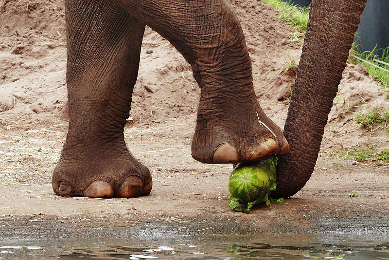 Elephant using its feet to crush a watermelon before eating it.