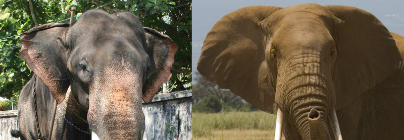 Difference between Asian (left) and African (right) elephant ears.