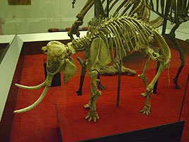 The skeleton of a dwarf elephant from the island of Crete. Dwarf elephants were present on some Medi