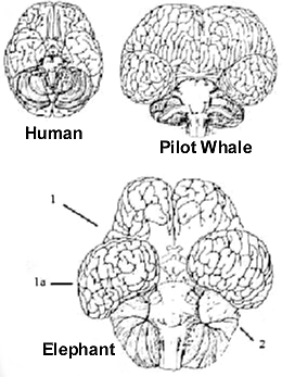 Human, pilot whale and elephant brains up to scale. (1)-cerebrum (1a)-temporal lobe and (2)-cerebell