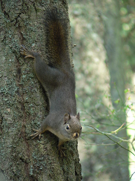 Douglas Squirrel Anacortes Community Forest Lands (Washington)