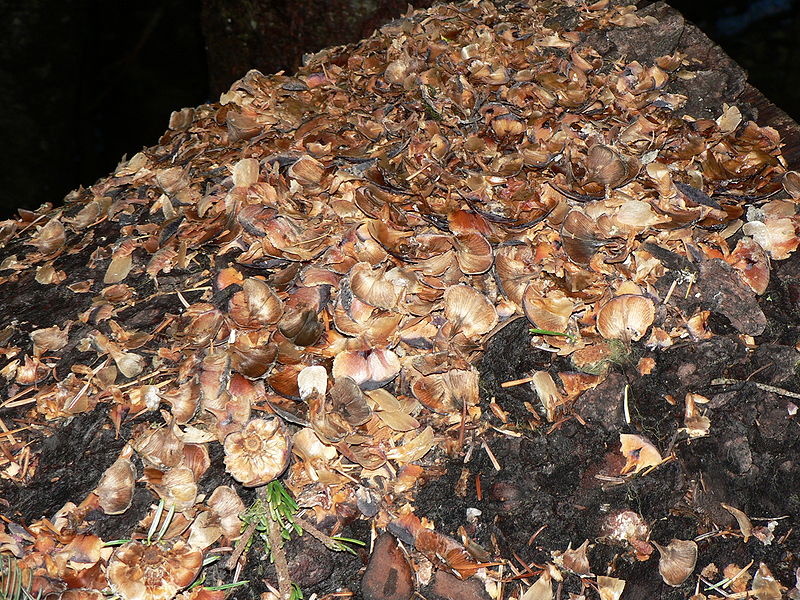 Pacific Silver Fir cone debris from feeding Douglas Squirrels, North Cascades National Park