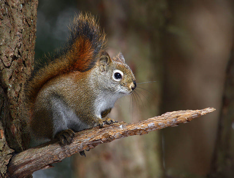 American red squirrel