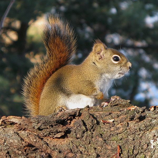 Gilles Gonthier - Tamiasciurus hudsonicus