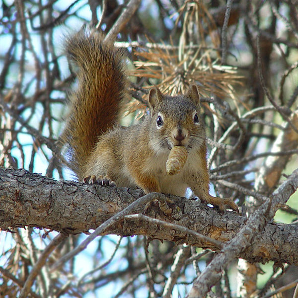 Tamiasciurus hudsonicus