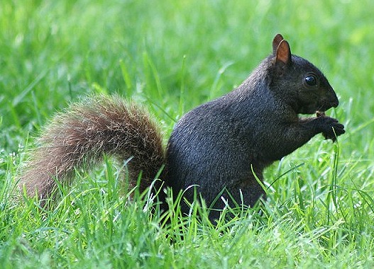 Several species of squirrels have melanistic phases. In large parts of United States and Canada, the