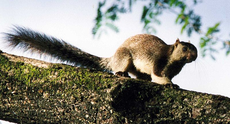 Grizzled giant squirrel (Ratufa macroura) of the Ratufinae