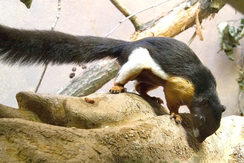 Prevost's squirrel (Callosciurus prevosti) of the Callosciurini