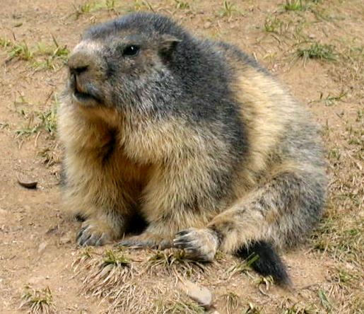 Alpine marmot (Marmota marmota) of the Marmotini