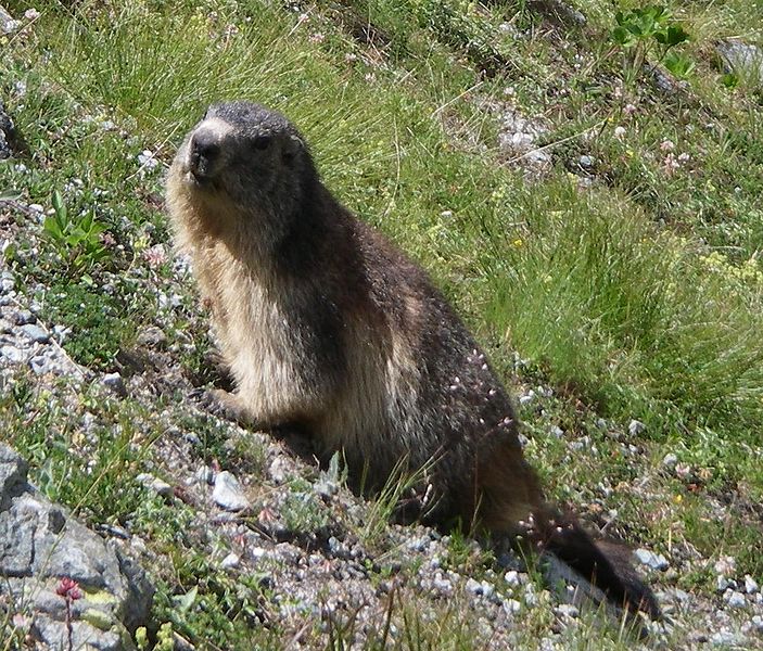 Alpine Marmot.