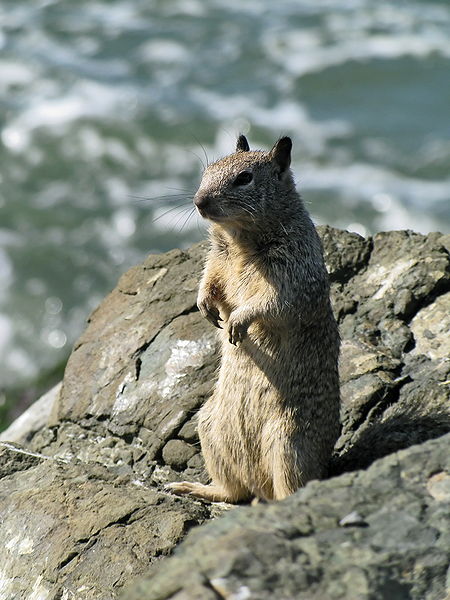 California ground squirrel (Spermophilus beecheyi) in the man-made rocky shoreline of the Berkeley M