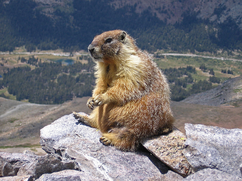 A watchful "rock chuck" or Yellow-bellied Marmot (Marmota flaviventris) atop Mount Dana, Y