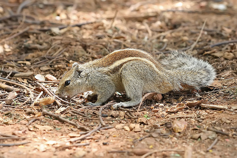 Indian palm squirrel (Funambulus palmarum)