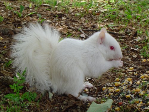 A true albino squirrel. Note the pink eyes.