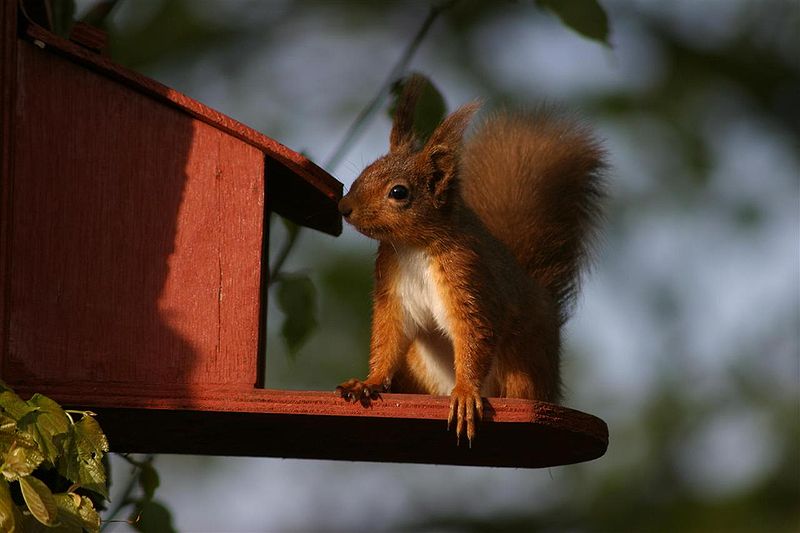 Red squirrel at a feeding tray in the Lake District, England.