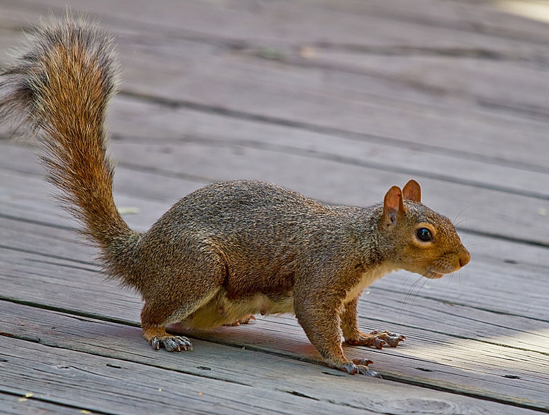 Gray squirrel with brownish color - taken in Cincinnati, OH