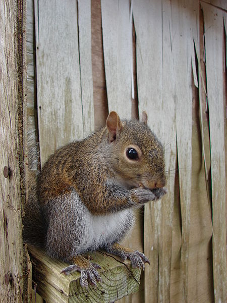 A gray squirrel, seven months of age near Mobile, Alabama