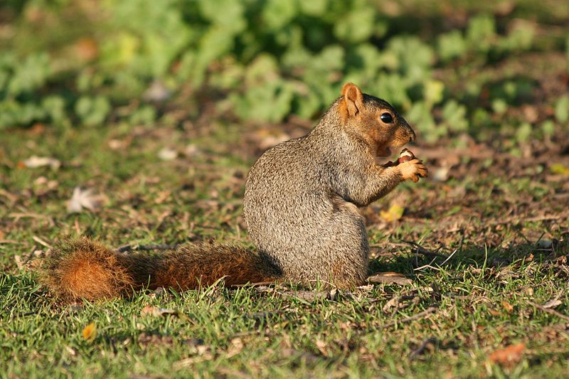 Fox squirrel eating a nut