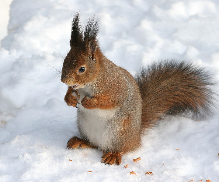 red squirrel or Eurasian red squirrel (Sciurus vulgaris)