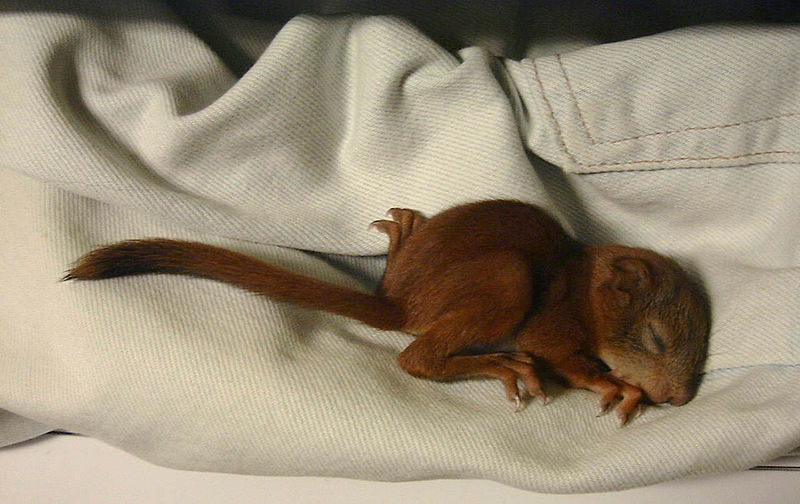 A two-week-old red squirrel