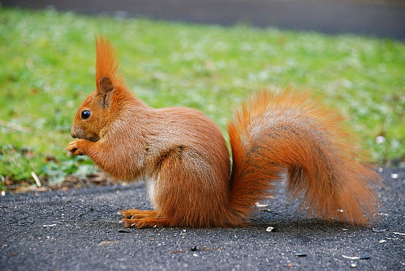 Red squirrel